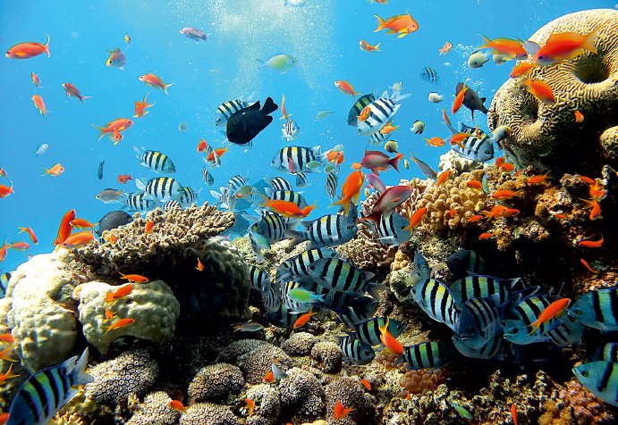 фототапет с риби и корали