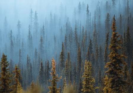 13915 - Фототапет борова гора на син фон