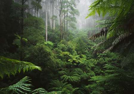 14401 - Тропическа гора