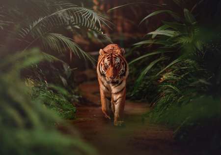 14423 - Тигър в джунгла