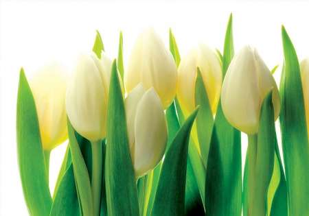 White Tulips - C0417