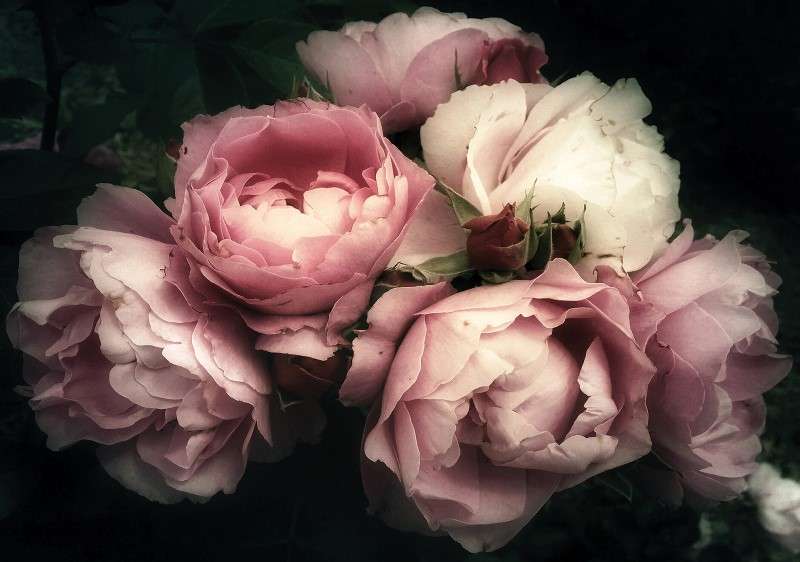 Фототапет букет розови рози