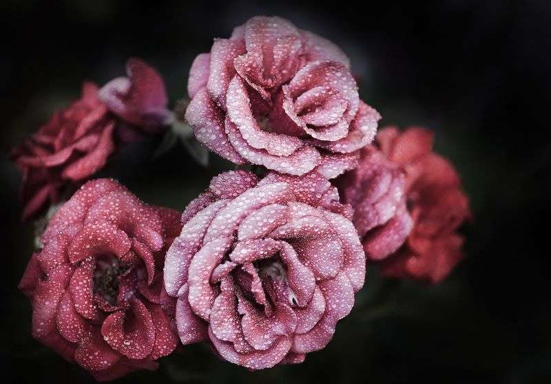 Фототапет с рози на черен фон - 13966