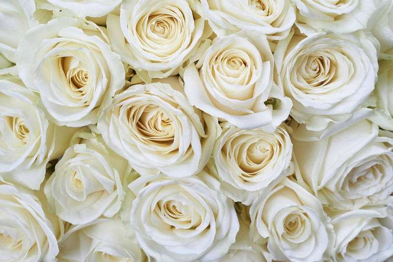 фототапет бели рози