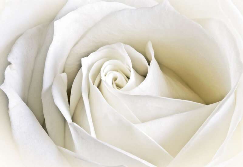 фототапет бяла роза