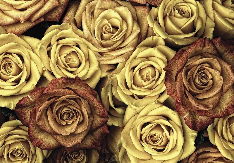 фототапет жълти рози