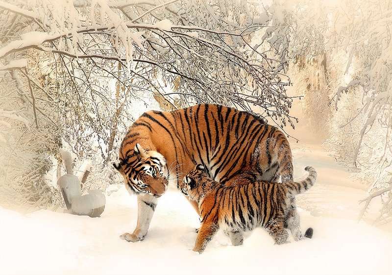 Фототапет с животни в една зимна приказка с тигри