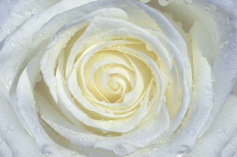 фототапет бяла роза
