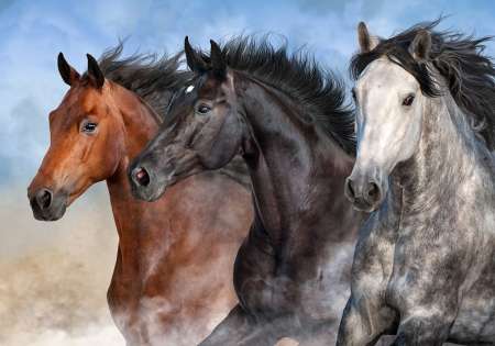 14137 - Фототапет красиви коне