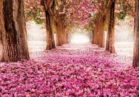 Фототапет гора с розови цветя - 851
