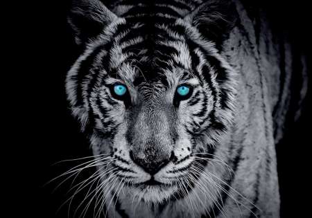 10202 - Тигър сини очи