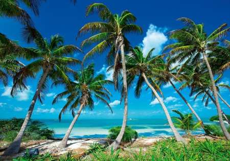 14179 - Фототапет морски бряг с палми