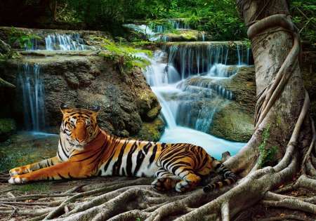 14407 - Фототапет тигър